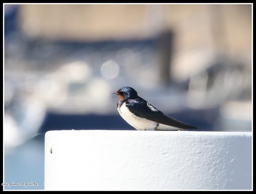 Hirondelle rustique